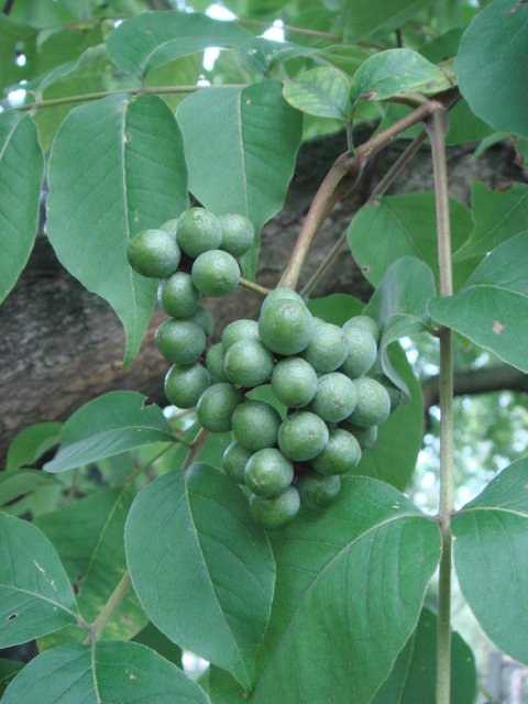 Phellodendron chinense fruit